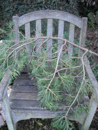 Photo: Pine needles