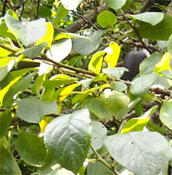 Photo: Plum tree