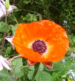 Photo: Poppy