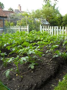 Danny's potato border (a week ago)