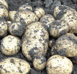 Photo: Potato portrait