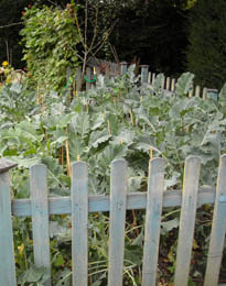 Photo: Purple sprouting brocolli in Autumn