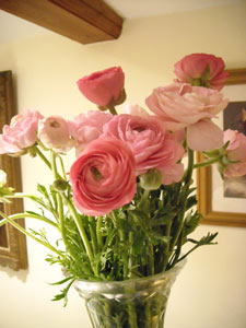 Photo: Pink and white Ranunculus