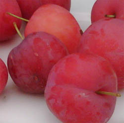 Photo: Ripe plums