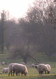 Phot: Sheep grazing in spring