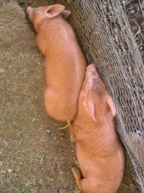 Photo: Snoozing piglets