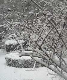 Photo: Snow January 2010