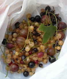 Photo: Soft fruit destined for the grog bottle