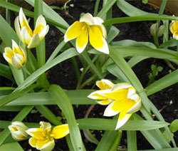 Photo: Species tulips