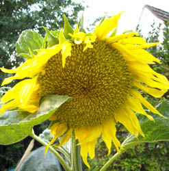 sunflower-august