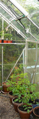 Photo: May; tomatoes in my greenhouse