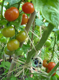 Photo: Tomatoes ripening