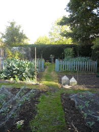 Photo: New veg patch looking down the garden