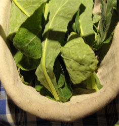 Photo: White sprouting broccoli leaves