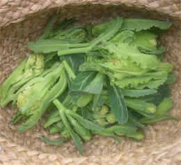 Photo: White sprouting broccoli