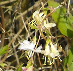 Pho6to: Winter flowering honeysuckle