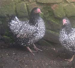 Photo: Wyandotte bantam hens
